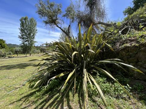 Quinta  Venda em São Miguel do Mato,Vouzela