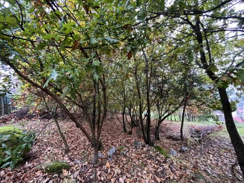 Terreno  Venda em Orgens,Viseu