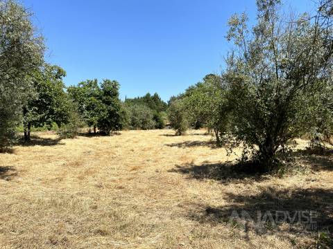 Terreno Para Construção T5 Venda em São João de Lourosa,Viseu