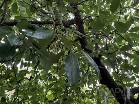 Moradia Geminada T5 Venda em Fragosela,Viseu