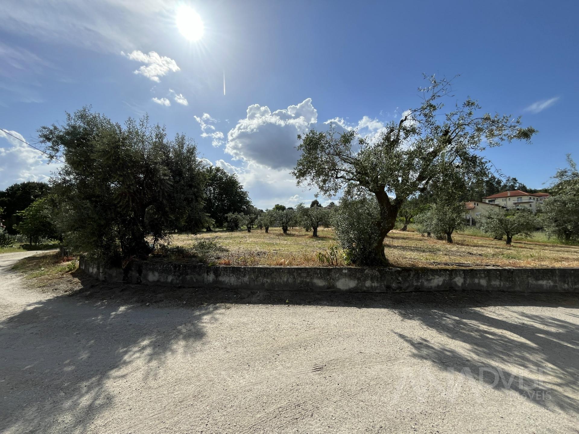 Terreno  Venda em Silgueiros,Viseu