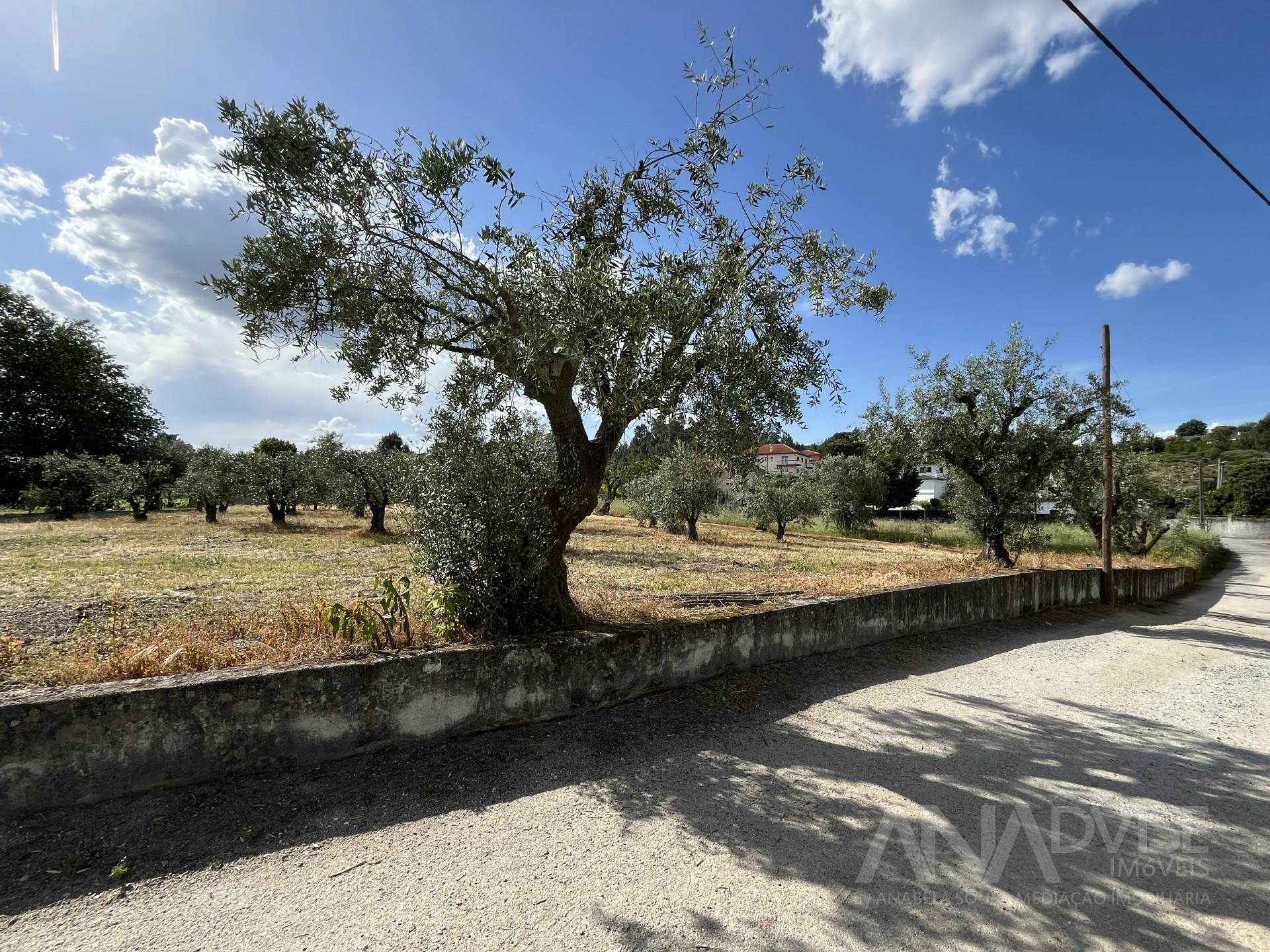Terreno  Venda em Silgueiros,Viseu