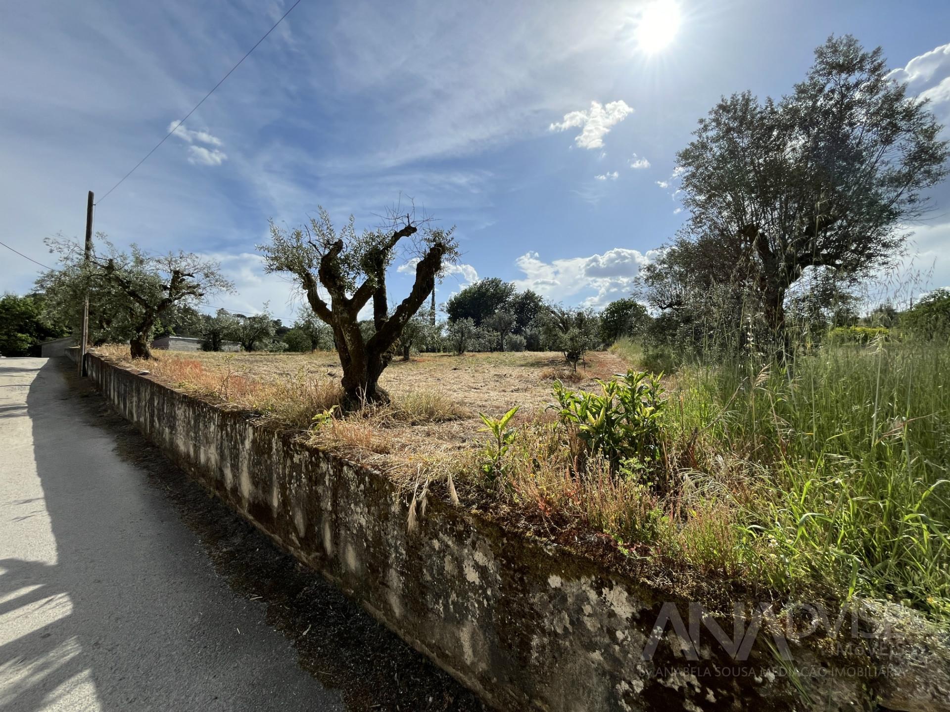 Terreno  Venda em Silgueiros,Viseu
