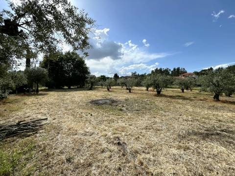 Terreno  Venda em Silgueiros,Viseu
