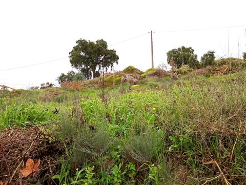 Lote de Terreno na zona da Quinta da Carapalha em Castelo Branco