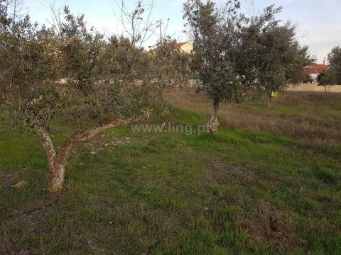 Lote de Terreno nas Benquerenças, Castelo Branco...