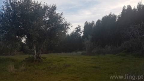 Quinta T2 Venda em Castelo Branco,Castelo Branco