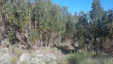 Quinta T2 Venda em Castelo Branco,Castelo Branco