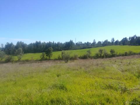 Quinta com casa em xisto a 5 minutos de Castelo Branco.
