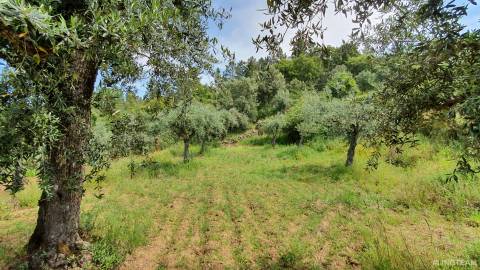 Quinta  Venda em Freixial e Juncal do Campo,Castelo Branco