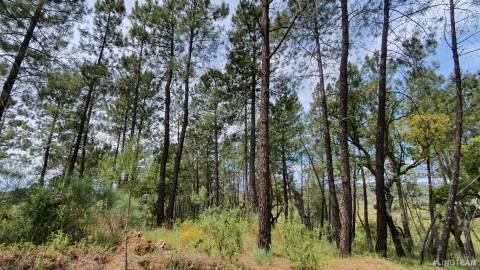 Quinta  Venda em Freixial e Juncal do Campo,Castelo Branco