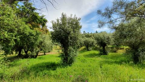 Quinta  Venda em Freixial e Juncal do Campo,Castelo Branco