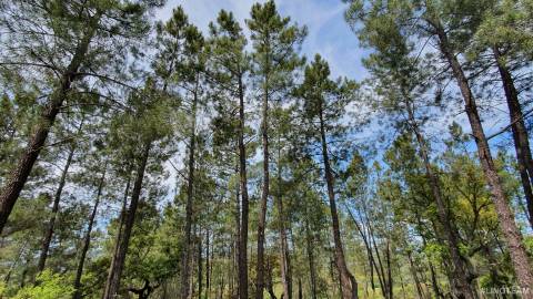 Quinta  Venda em Freixial e Juncal do Campo,Castelo Branco