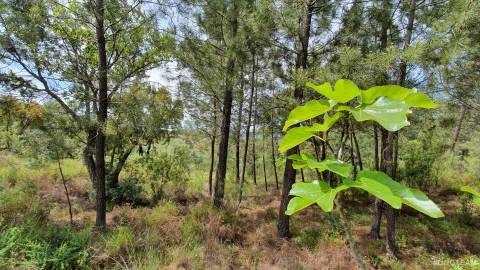 Quinta  Venda em Freixial e Juncal do Campo,Castelo Branco