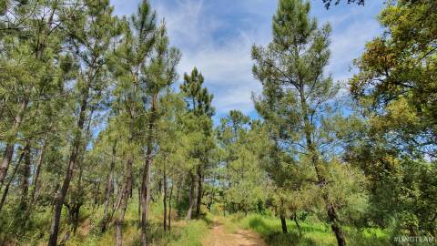 Quinta  Venda em Freixial e Juncal do Campo,Castelo Branco