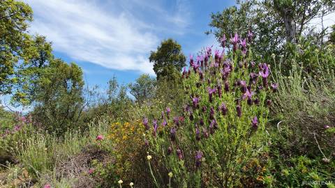 Quinta  Venda em Freixial e Juncal do Campo,Castelo Branco