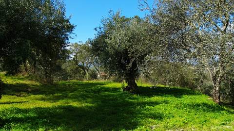 Quinta  Venda em Freixial e Juncal do Campo,Castelo Branco
