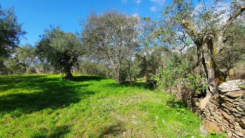 Quinta  Venda em Freixial e Juncal do Campo,Castelo Branco