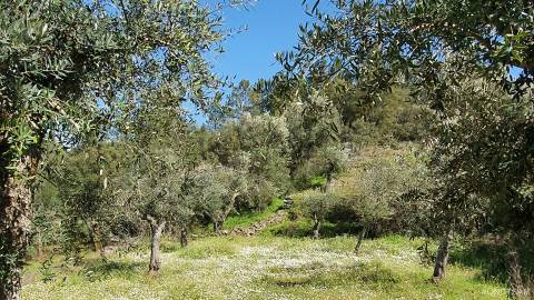 Quinta  Venda em Freixial e Juncal do Campo,Castelo Branco