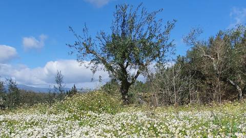 Quinta  Venda em Freixial e Juncal do Campo,Castelo Branco
