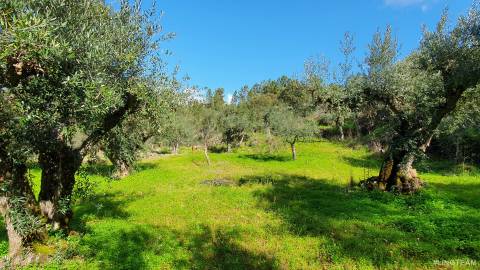Quinta  Venda em Freixial e Juncal do Campo,Castelo Branco