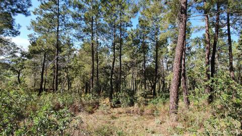 Quinta  Venda em Freixial e Juncal do Campo,Castelo Branco