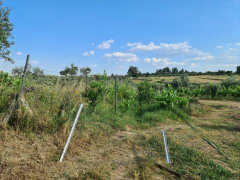 Excelente Quinta com 7000m2, Ladoeiro, Idanha-a-nova, Castelo Branco
