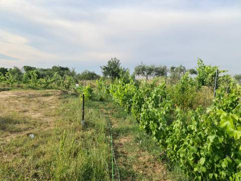 Excelente Quinta com 7000m2, Ladoeiro, Idanha-a-nova, Castelo Branco