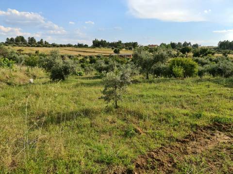 Excelente Quinta com 7000m2, Ladoeiro, Idanha-a-nova, Castelo Branco