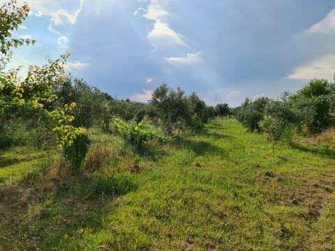 Excelente Quinta com 7000m2, Ladoeiro, Idanha-a-nova, Castelo Branco