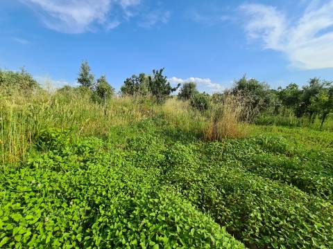 Excelente Quinta com 7000m2, Ladoeiro, Idanha-a-nova, Castelo Branco