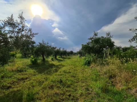 Excelente Quinta com 7000m2, Ladoeiro, Idanha-a-nova, Castelo Branco