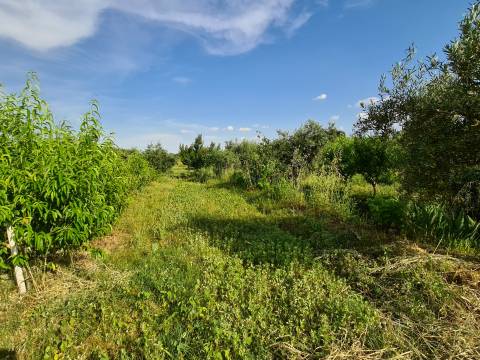 Excelente Quinta com 7000m2, Ladoeiro, Idanha-a-nova, Castelo Branco