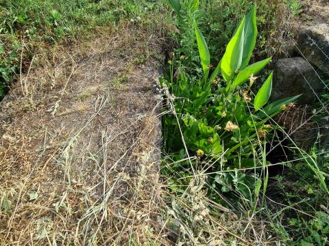 Excelente Quinta com 7000m2, Ladoeiro, Idanha-a-nova, Castelo Branco