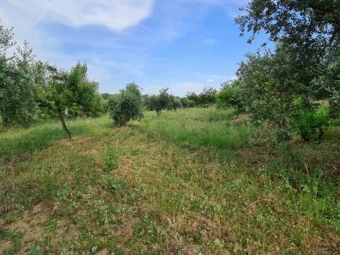 Excelente Quinta com 7000m2, Ladoeiro, Idanha-a-nova, Castelo Branco