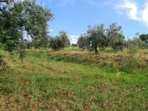 Excelente Quinta com 7000m2, Ladoeiro, Idanha-a-nova, Castelo Branco