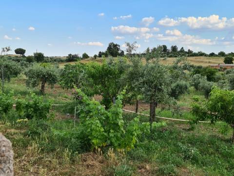 Excelente Quinta com 7000m2, Ladoeiro, Idanha-a-nova, Castelo Branco