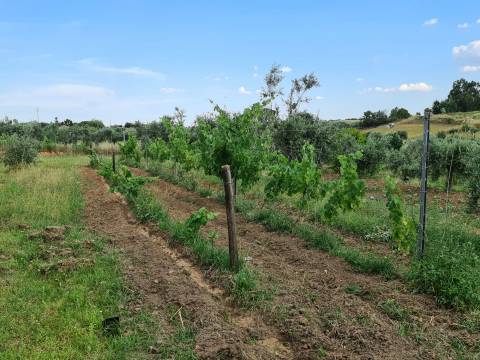 Excelente Quinta com 7000m2, Ladoeiro, Idanha-a-nova, Castelo Branco