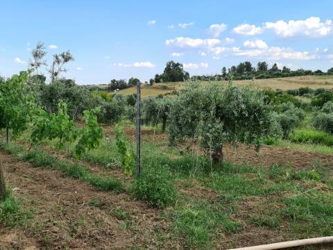 Excelente Quinta com 7000m2, Ladoeiro, Idanha-a-nova, Castelo Branco