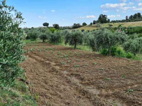 Excelente Quinta com 7000m2, Ladoeiro, Idanha-a-nova, Castelo Branco