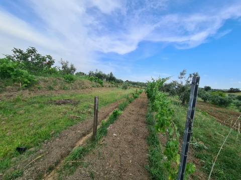 Excelente Quinta com 7000m2, Ladoeiro, Idanha-a-nova, Castelo Branco