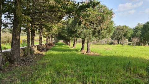 Quinta  Venda em Alcains,Castelo Branco