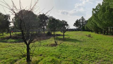 Quinta  Venda em Alcains,Castelo Branco