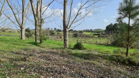 Quinta  Venda em Alcains,Castelo Branco