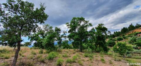 Quinta T1 para venda, na Freguesia das Sarzedas com 4680m2