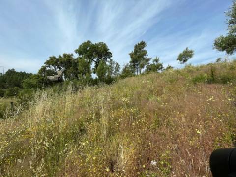 Quinta com 4920m2 nos Maxiais - Castelo Branco