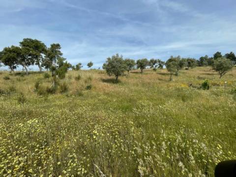 Quinta com 4920m2 nos Maxiais - Castelo Branco