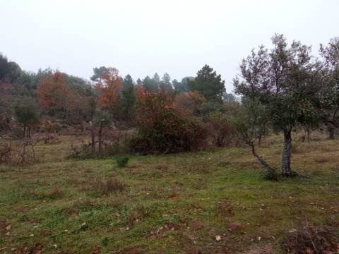Terreno Rústico Penamacor