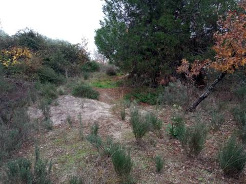 Terreno Rústico Penamacor