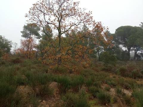 Terreno Rústico Penamacor